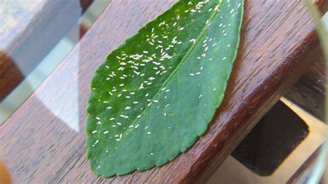 Štítnička bršlenová na listoch