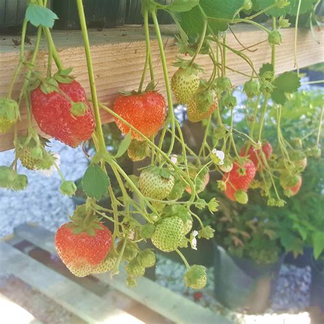 Porovnanie vertikálneho a tradičného pestovania jahôd