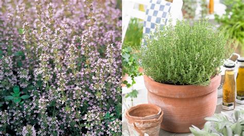 Kvitnúci tymián v záhrade