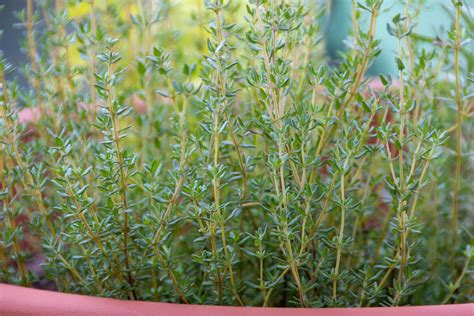Tymián pestovaný v kvetináči na okennom parapete