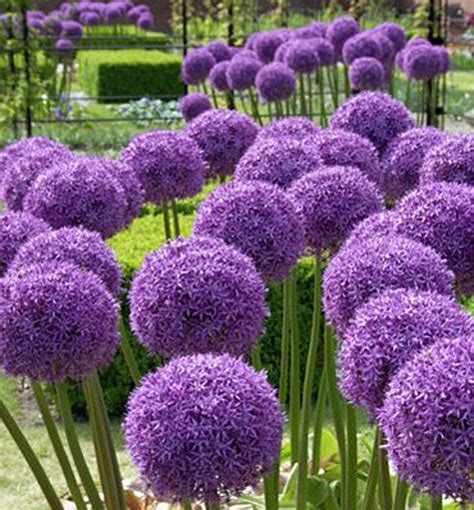 Okrasný cesnak Globemaster s obrovskými fialovými kvetmi