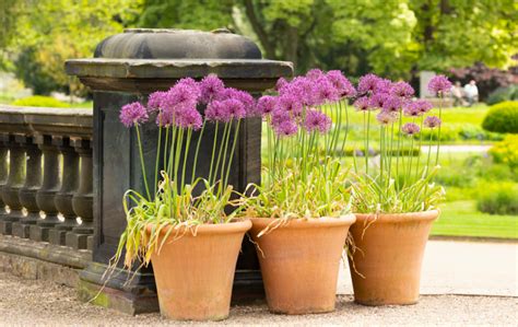 Rôzne druhy okrasného cesnaku