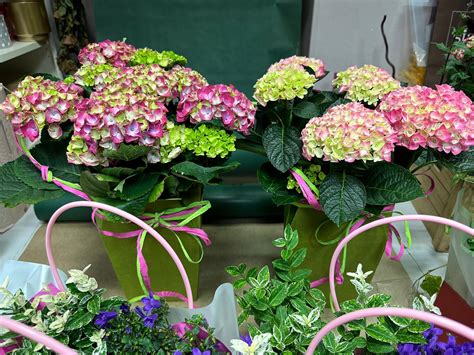 Nádoba s okrasným cesnakom pestovaným v kvetináči