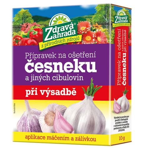 Návod na delenie cibúľ okrasného cesnaku