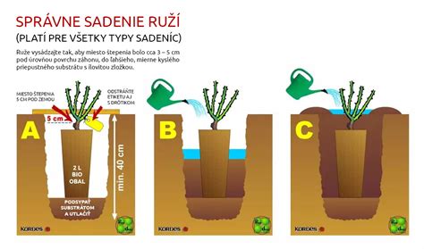 Schéma ideálnych podmienok pre pestovanie skalnej ruže