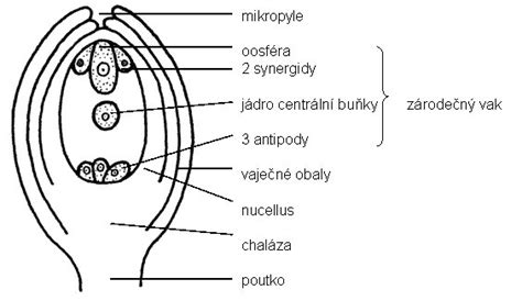Schéma stavby vajíčka rastliny
