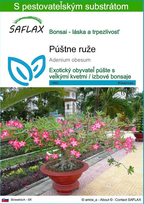 semená ruže v šípkach