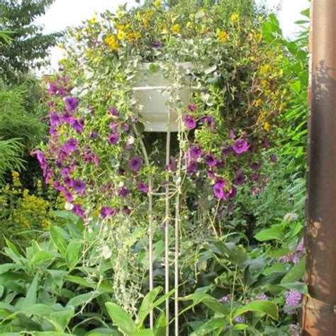 slnečné stanovište pre ruže