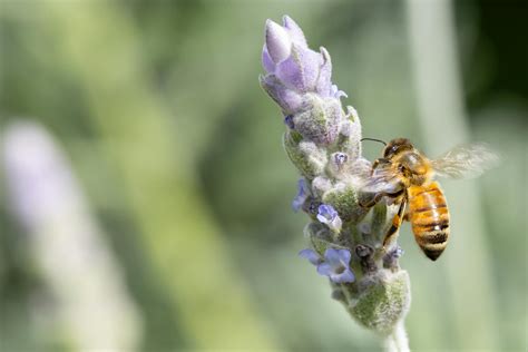 Štruktúra kvetu levandule