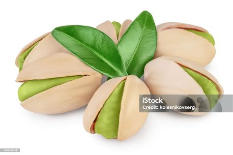 Ilustrácia stromu pistácie s plodmi