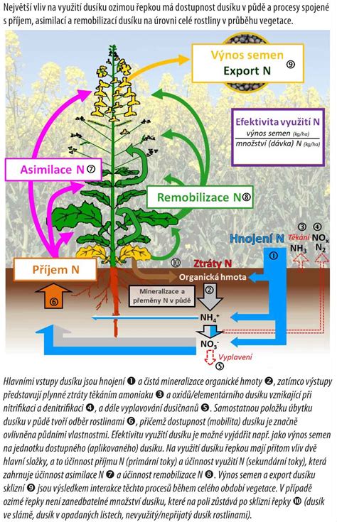 Schéma dvojdomého rastlinného systému