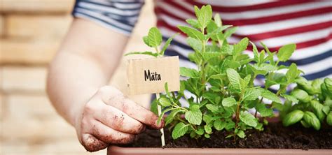 Ideálne podmienky pre pestovanie mäty