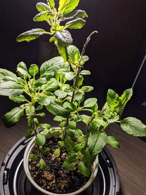 Pestovanie mäty v kvetináči