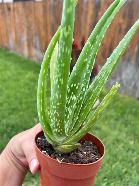 Mapa pestovania Aloe Vera