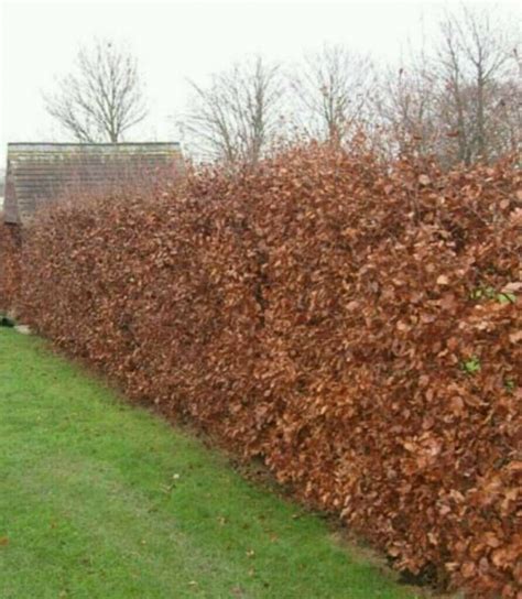 tavoľník v živom plote