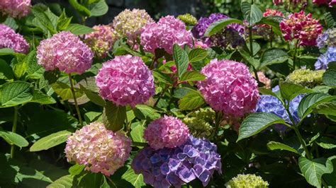 Tvar súkvetí hortenzie veľkokvetej: Chumáčové a čipkované