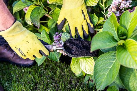 Vplyv pH pôdy na farbu kvetov hortenzie