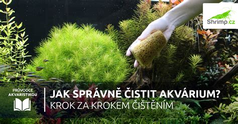 Akvárium s krevetami Amano a rostlinami