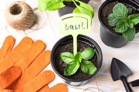 Infografika s krokmi výsevu bazalky zo semien