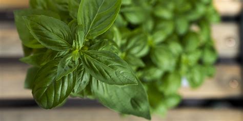 Ilustrácia správneho zaštipovania bazalky