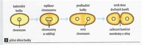 Schéma delenia koreňa fakľovky