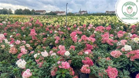 Rôzne farebné kultivary fakľoviek