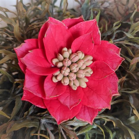 Silikónová forma vianočná ruža