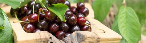 Mapa s vhodnými nadmorskými výškami pre pestovanie čerešní