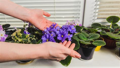 Polievanie fialky zospodu