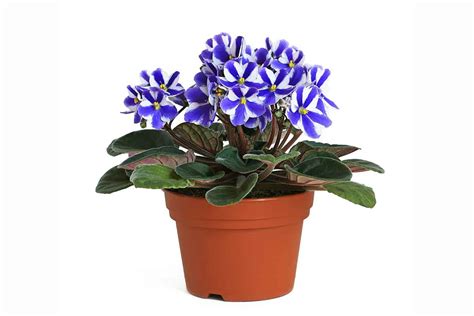 Zdravá fialka oproti zvädnutej