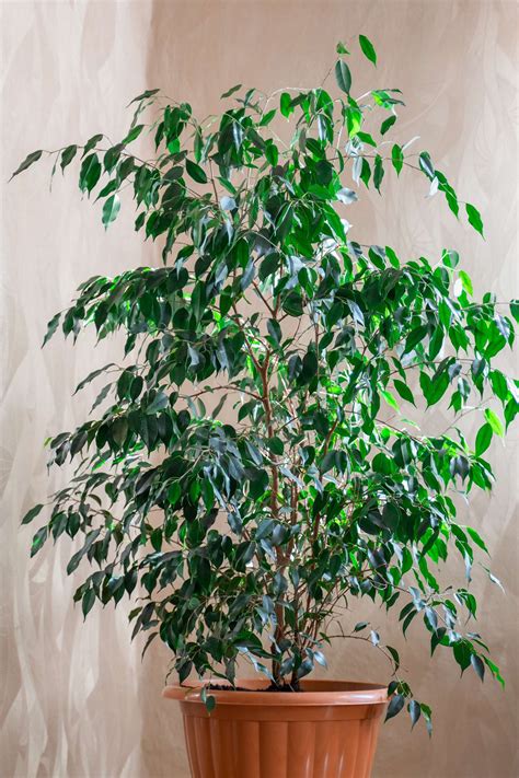 Fikus benjamina