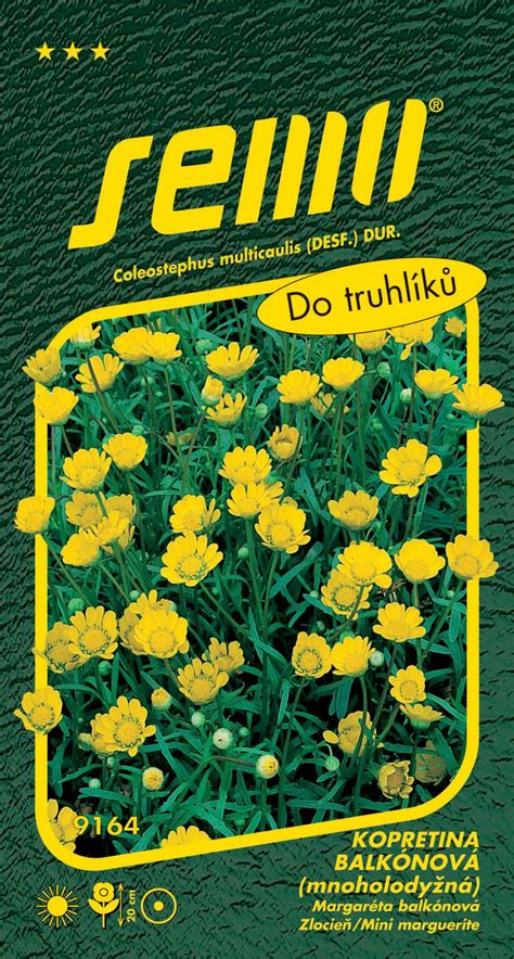 Krásne žlté kvety kopretiny balkónovej Zlatovláska