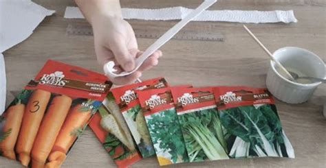 Výsev semien kopretiny do malých črepníkov