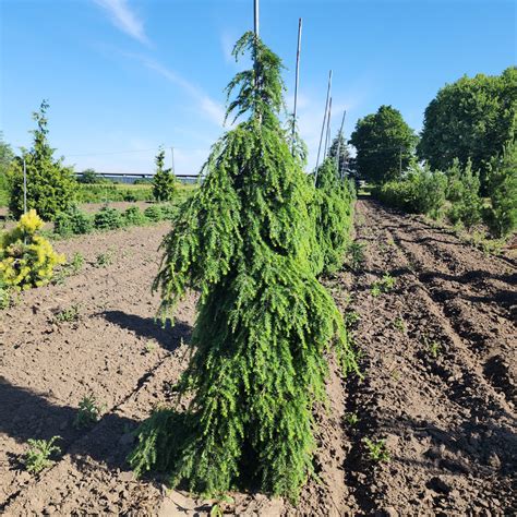 Tsuga canadensis 'Pendula' v záhrade