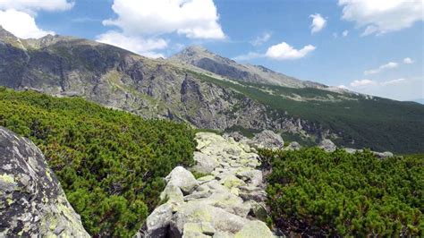 Kosodrevina v nádobe