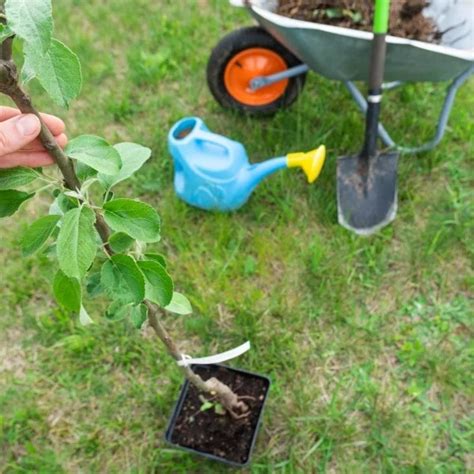 Ovocný stromček pripravený na výsadbu