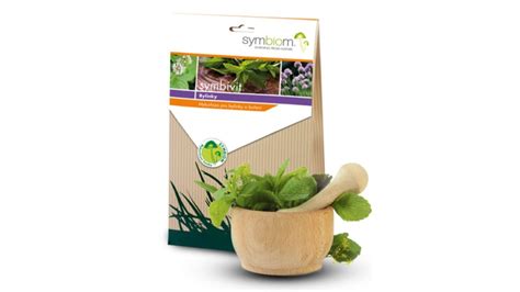 Mykorhízne huby na koreňoch rastliny