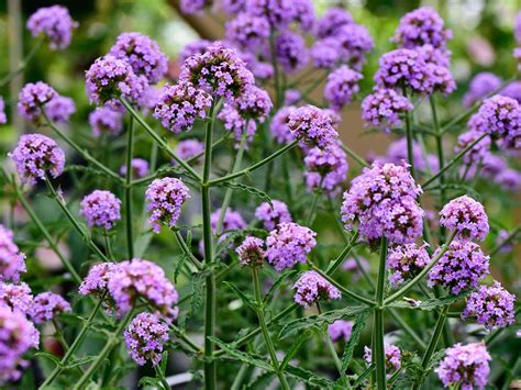 Ilustrácia rastliny Verbena bonariensis