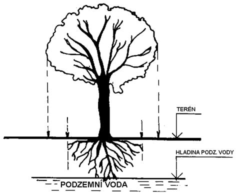 Schéma správneho tvarovania koruny orecha