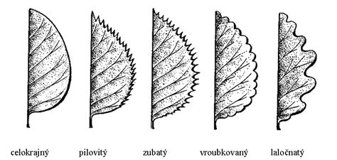 Tvar listov ľaliovníka tulipánokvetého