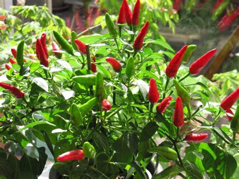 Chilli papričky rastúce v kvetináči na slnečnom parapete