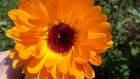 Nechtík lekársky v záhrade plnej slnka