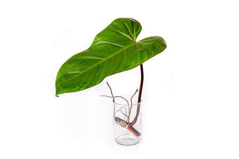 Odrezky fikusov pripravené na zakorenenie