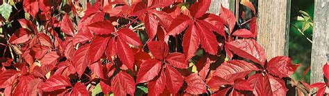 Jesenné sfarbenie listov paviniča