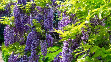 Kvety vistérie čínskej