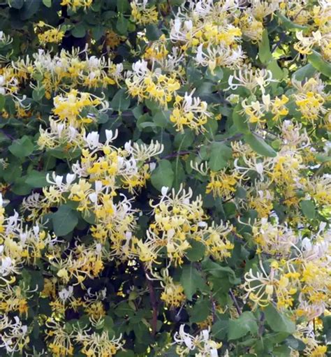 Zemolez japonský s charakteristickým žilkovaním listov