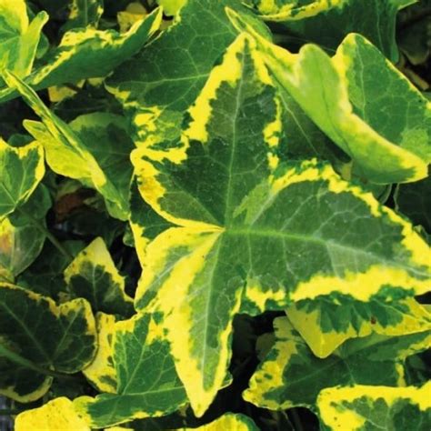 brečtan obyčajný na balkóne