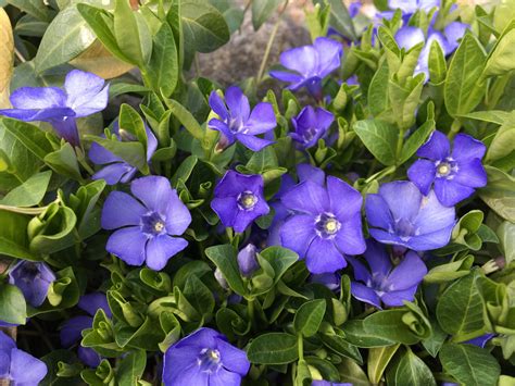 zimozeleň menšia v plnom kvete