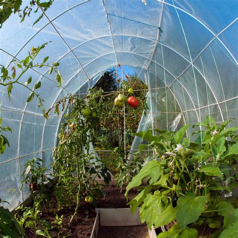 Rôzne plodiny pestované vo fóliovníku