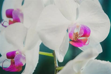 detail orchideje